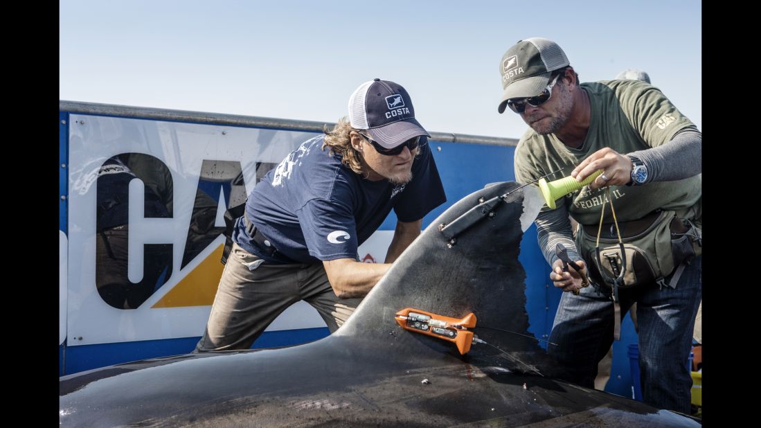 Expedition leader Chris Fischer, right, and deck hand Brandon Eyre attach a tag to Katharine's dorsal fin. The tag is designed to capture real-time data for five years. A separate orange tag captures data for two weeks before detaching. 