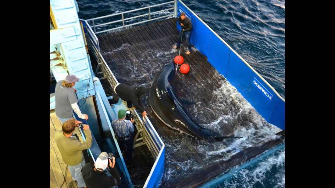 Great white shark Mary Lee was tagged in September 2012 by research nonprofit Ocearch. Her movements are logged in near real-time on the organization's online shark tracker. 