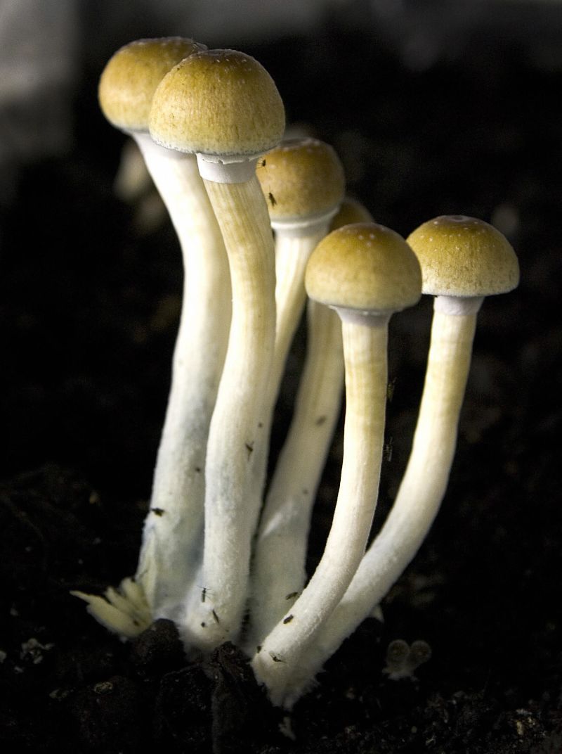 Magic mushrooms weight gain and aging in 5 studies CNN