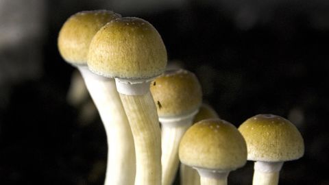 Scientists are researching medical benefits of psilocybin, which is found in "magic mushrooms."