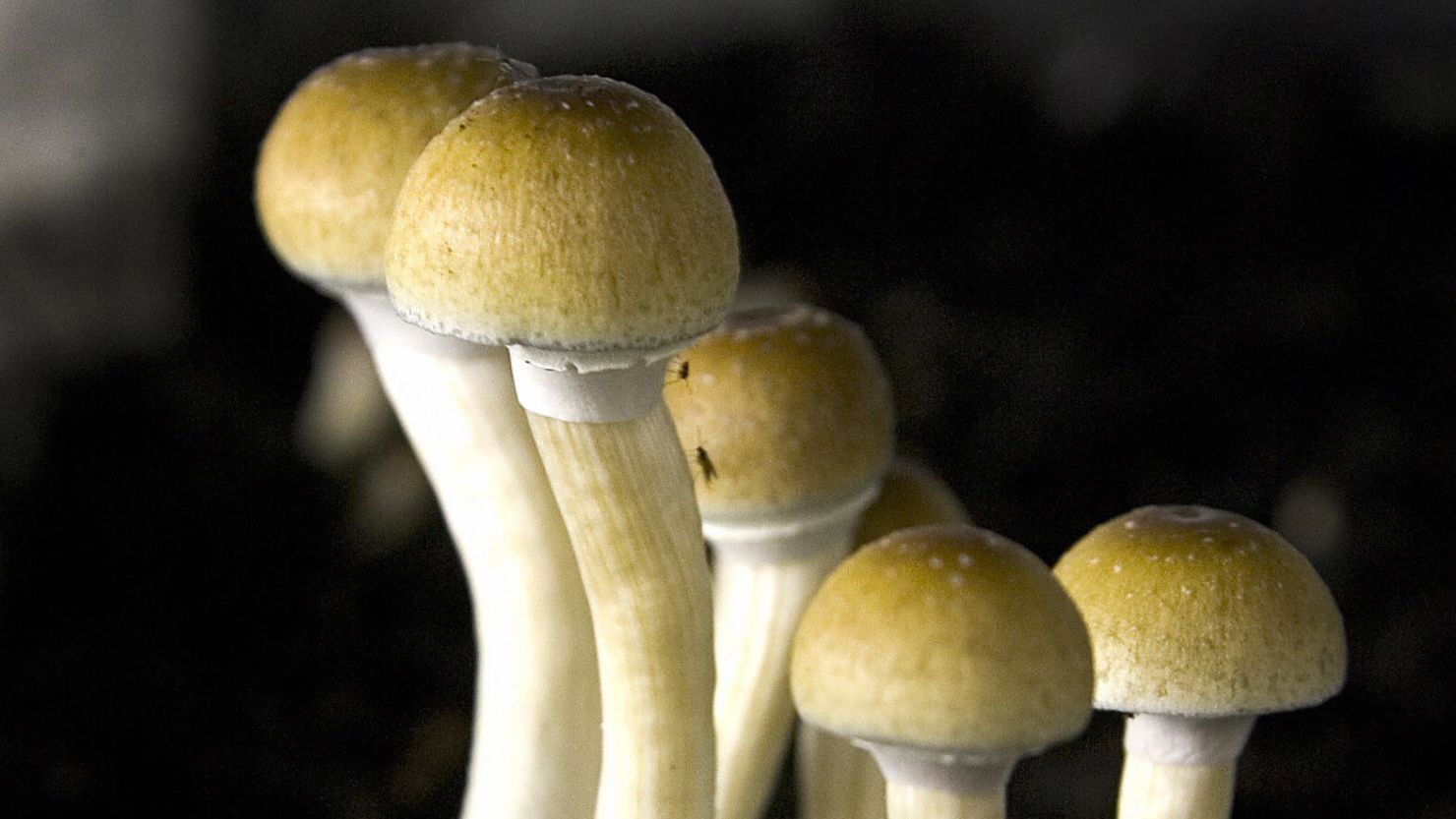 The hallucinogenic chemical found in "magic mushrooms" could help cigarette smokers quit. 
