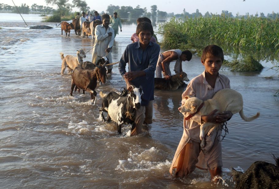 Residents take their livestock to a safer place after heavy rains in Jafar Kot, Pakistan, on Sunday, September 7. 