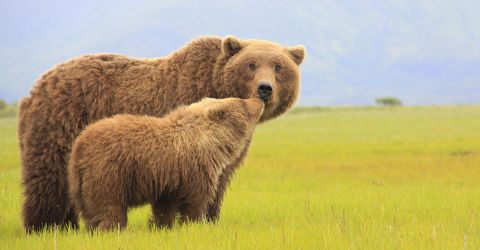 Natural Habitat Adventures specializes in wildlife photography tours, including trips to take pics of Alaskan grizzlies.