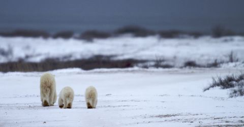 Natural Habitat Adventures claims it offers the world's best polar bear viewing/photographing tour. The company holds exclusive permits to tour the entire Churchill Wildlife Management Area in Manitoba, Canada. 
