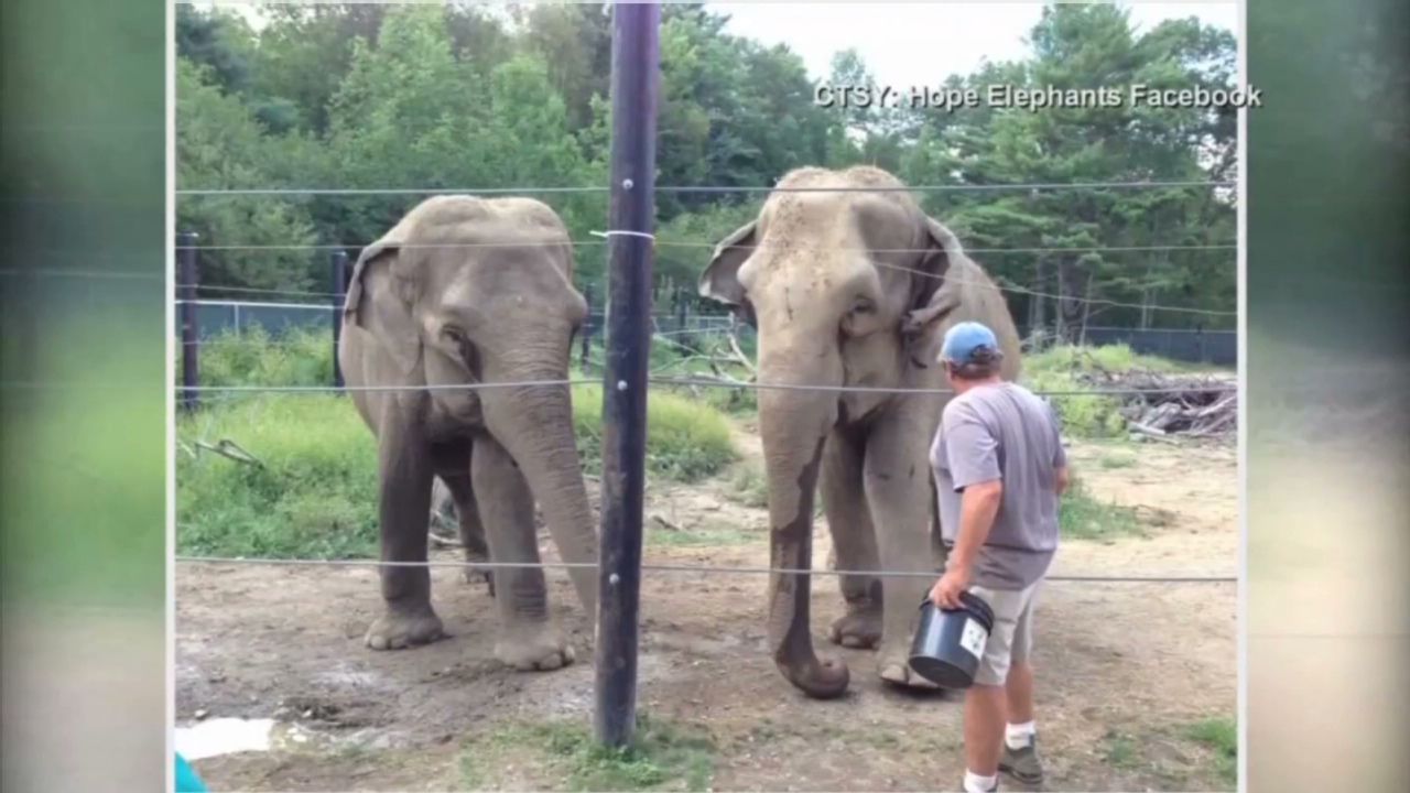 Elephant Caretaker Crushed To Death In Maine Cnn