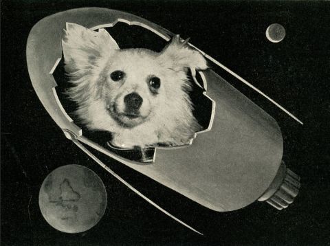 The success of Belka and Strelka inspired a range of other flights. This postcard produced in Italy around 1960 shows an image of Kozyavka ("beauty") the space dog. Kozyavka and another dog called Damka were set to take flight in 1960, but the upper rocket stage failed and the flight was abandoned. The dogs were recovered from a suborbital flight. 