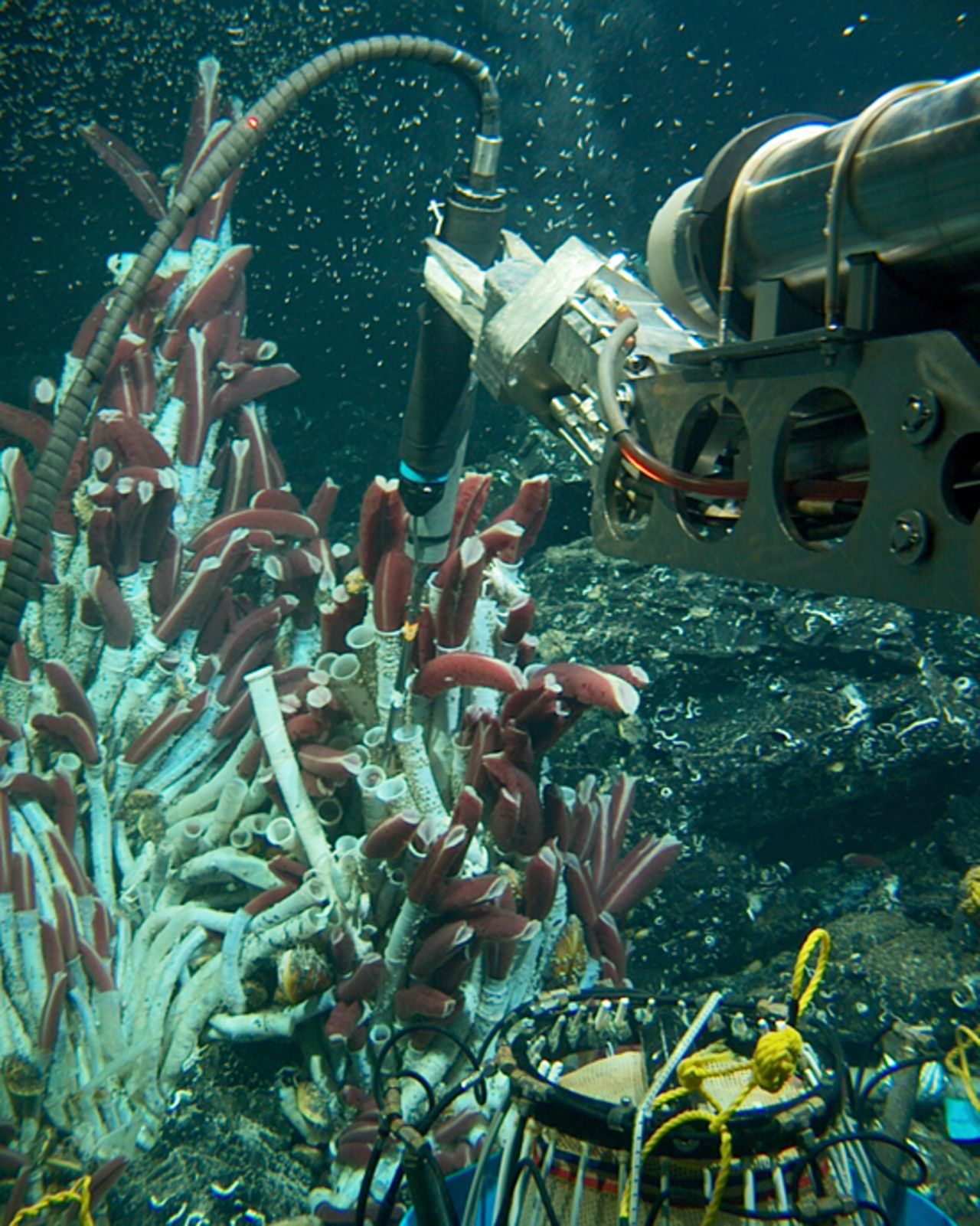 Alvin has two hydraulically powered robotic arms used by the pilot for deploying scientific equipment and collecting samples. Here it can be seen probing tube worms on the bottom of the East Pacific Rise. Tube worm communities form around hydrothermal vents -- an area that previously was believed to be inhospitable to any lifeforms due to toxic chemicals and high pressure -- until scientists spotted the marine organisms during dives off the Galapagos Islands in the '70s.