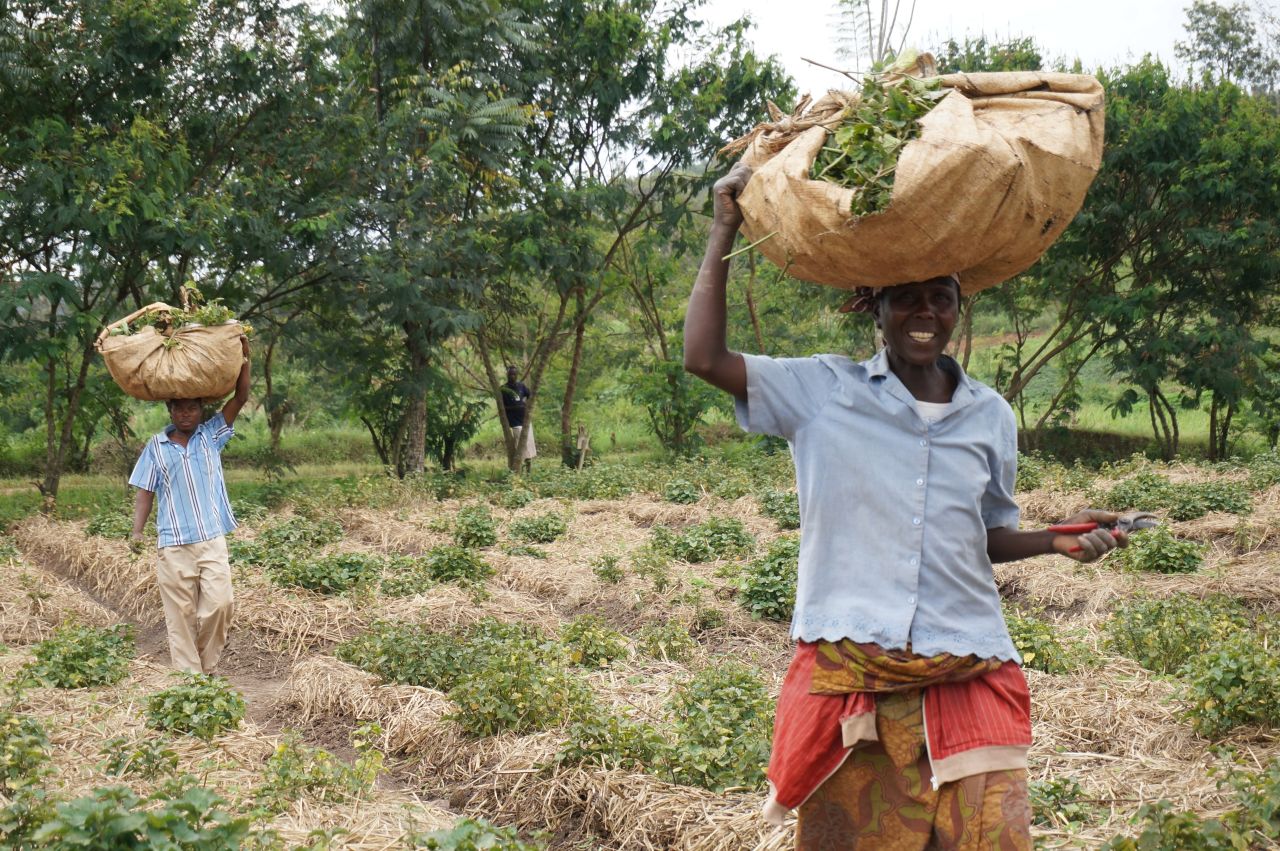 Rwandan farmers harvesting crops for upcoming fragrance "Patchouli of Rwanda". 