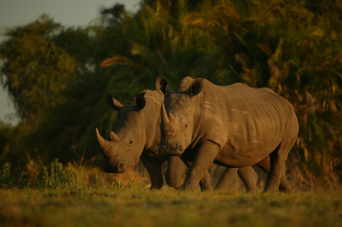 In 2006, Rhino Fund Uganda acquired six rhinos, and created the Ziwa Rhino Sanctuary to house them. Today, the sanctuary houses 15 white rhinos.
