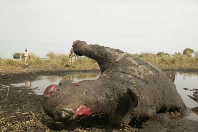 In 2013, over 1,000 rhinos were killed for their horns.