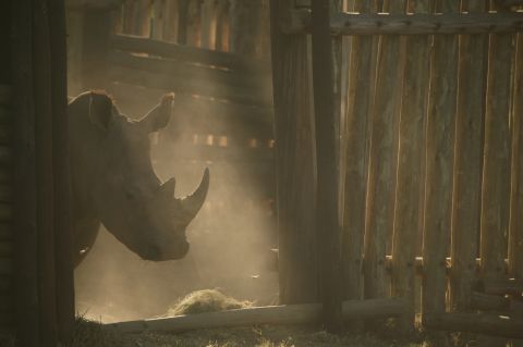 There are only 5,000 black rhinos left on the continent (a 96% reduction since 1970). The white rhino story is a happier tale. Rescued from the brink of extinction, the species now numbers 20,000 -- though conservationists worry they too are in danger, as rhino horn continues to sell for a hefty sum on the black market.