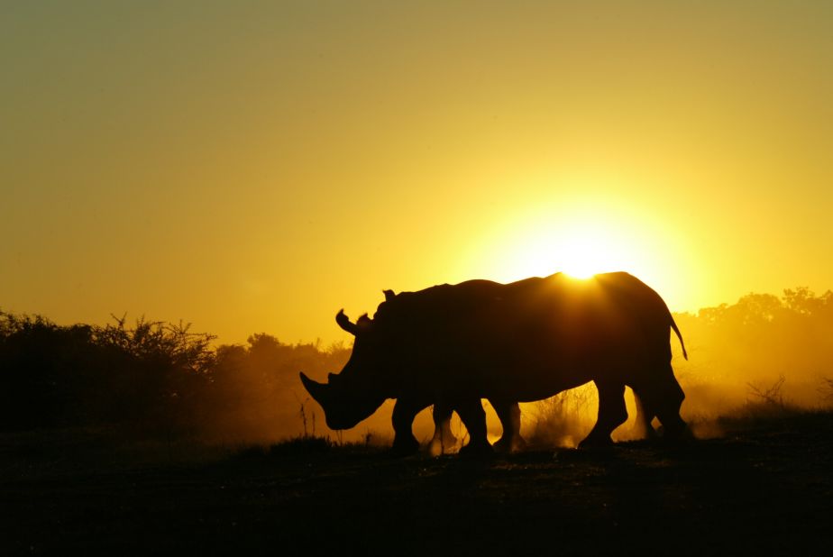 South Africa has the highest concentration of black and white rhinos in Africa. They also have the highest rate of poaching. 