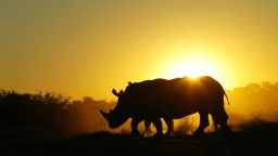 rhinos without borders sunset