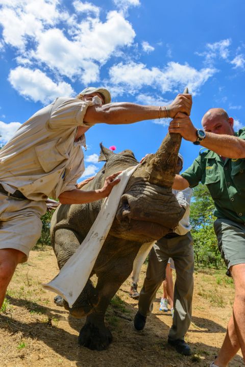 Rhinos Without Borders has partnered with tourism venture andBeyond (pictured), who moved rhinos from one of their private reserves to Botswana in 2011. It costs roughly $45,000 to move a single rhino.