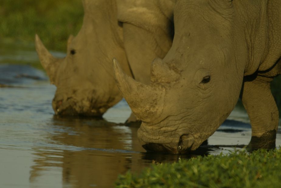 Because rhinos' first instinct is to seek out other herds, and Botswana has a low rhino density, synthesized rhino dung is used to help the relocated animals establish their territory. 