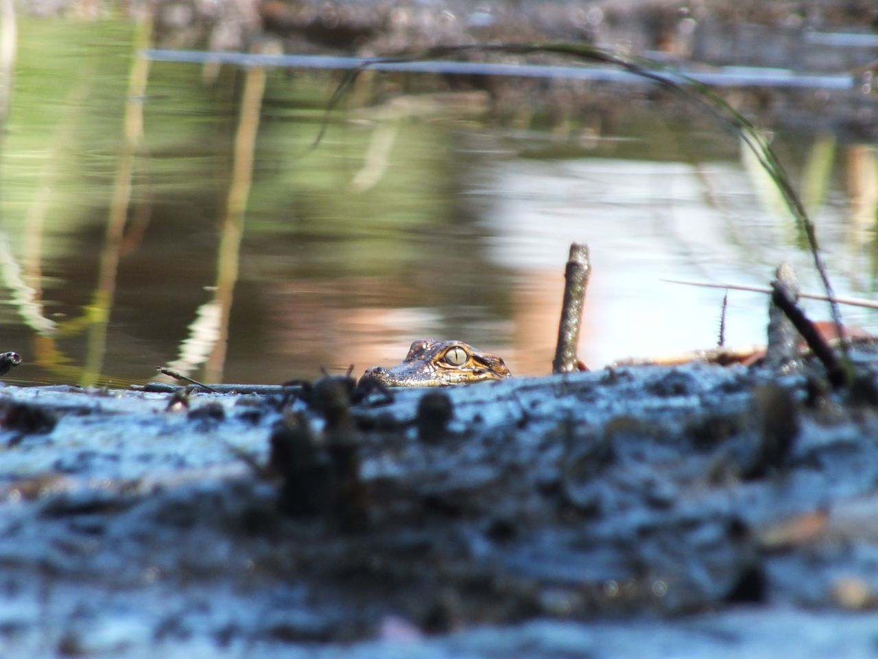 A baby alligator peers out from the <a href="http://ireport.cnn.com/docs/DOC-1138741">Davis Bayou</a> in Mississippi. "Taking pictures of wildlife by kayak allows you to approach the shot in ways you just can't when on foot," says photographer Mark Caputo.