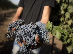 Grape harvesting in the Golan Heights. - (Getty Images)