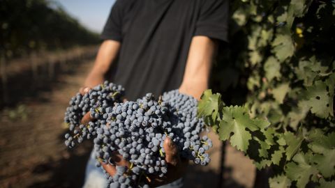 An Israeli-Arab farmer harvests grapes for the Bazelet Hagolan Winery in the Golan Heights in 2012.