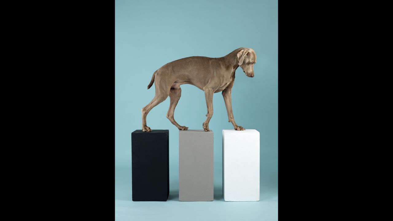 "Contact" (2014) features Topper, the latest addition to Wegman's litter in 2012. Wegman first met Topper as a model in his New York studio and later decided to adopt him to be a companion to Flo. "Though I'd had some worries -- mainly that bossy Flo, who is more demanding than any puppy I have ever raised, would be jealous -- they proved to be short-lived. Flo and Topper are highly charged and loving playmates. We just stand back and watch the show," <a href="http://wegmanworld.typepad.com/wegman_world/2012/09/introducingtopper.html" target="_blank" target="_blank">Wegman says</a>.