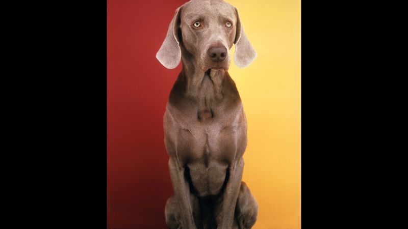 Oldest sale living weimaraner