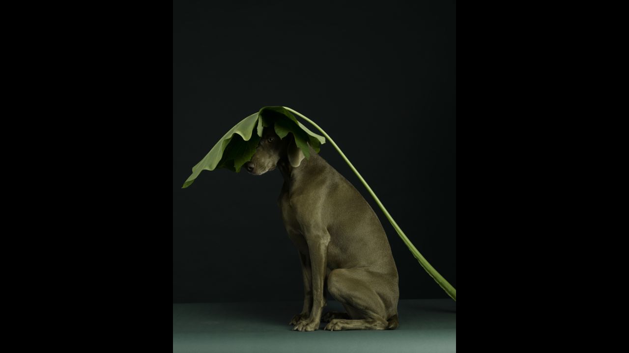 "Leaf Line" (2005) features <a href="http://wegmanworld.typepad.com/wegman_world/2012/02/penny.html" target="_blank" target="_blank">Penny</a>, the daughter of Wegman's oldest living dogs, Candy and Bobbin. Born in 2004, "she soon became my number one model because of her stillness, willingness and beauty," <a href="http://wegmanworld.typepad.com/wegman_world/2012/02/penny.html" target="_blank" target="_blank">Wegman says</a>.