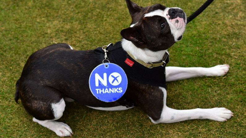 A dog wears a "no thanks" badge during a pro-union rally in Edinburgh on September 14.