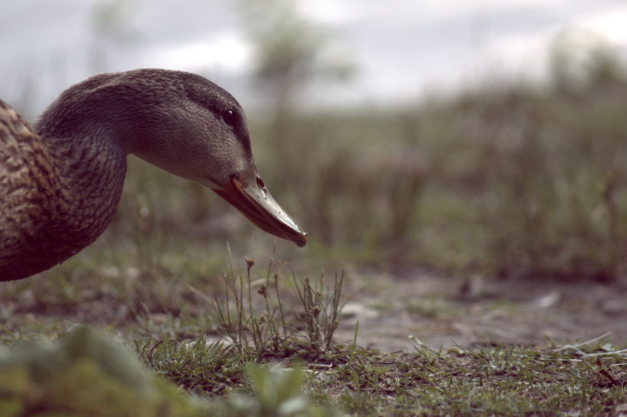A <a href="http://ireport.cnn.com/docs/DOC-1014618">mallard duck</a> waddles through the grass at Toogood Pond in Unionville, Ontario. The pond is home to several types of ducks and Canadian geese.