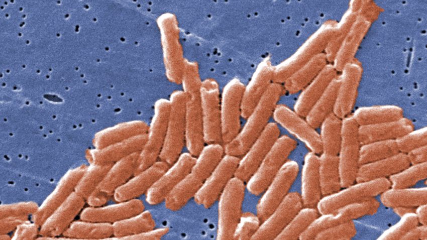 Salmonella enterica bacteria become more virulent and therefore better at causing disease in the micrograity environment of space. 