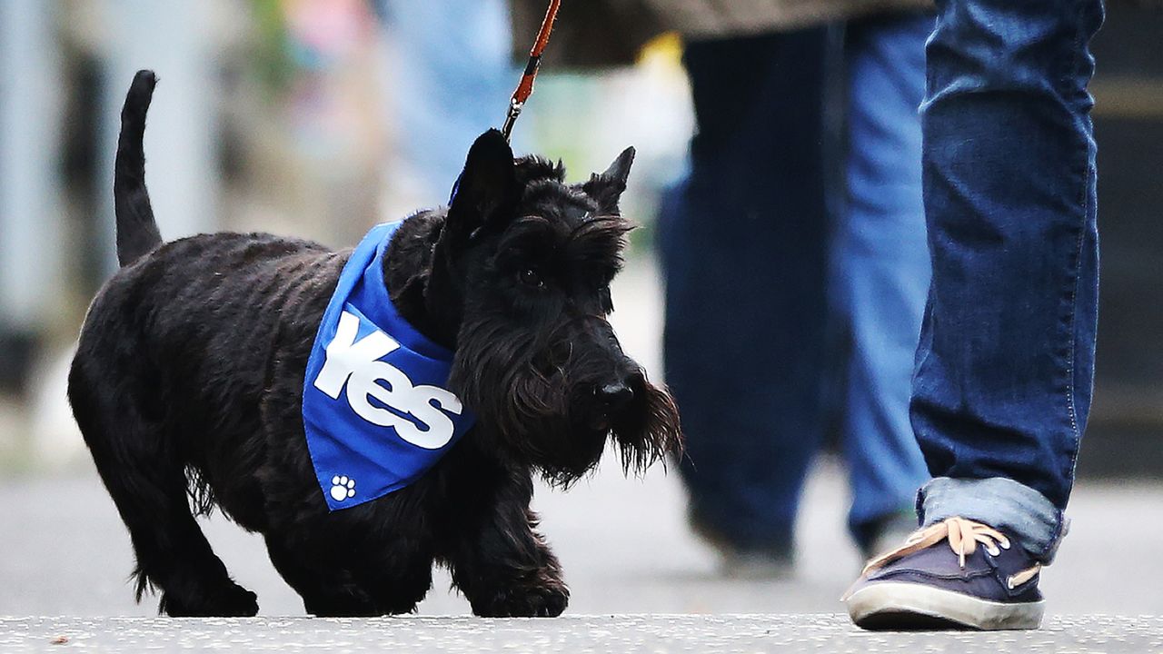 A dog wearing a pro-independence bandana walks down a street September 18 in Glasgow.