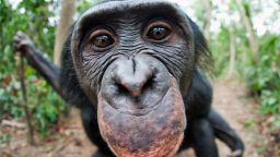 africal wildlife foundation bonobo