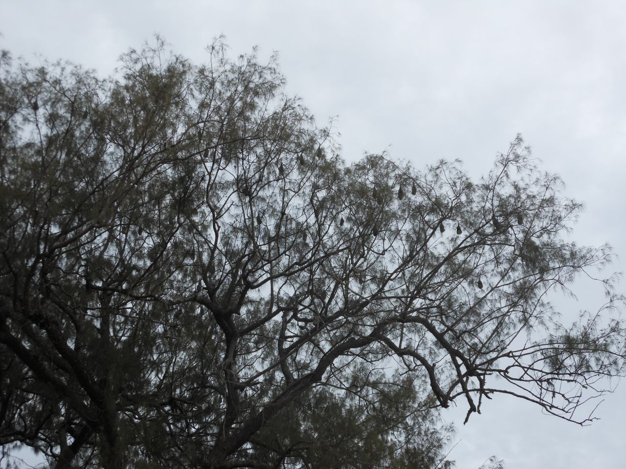 Those aren't leaves overhead. Sleeping bats hang listlessly from a tree in <a href="http://ireport.cnn.com/docs/DOC-827088">Tongatapu, Tonga</a>.