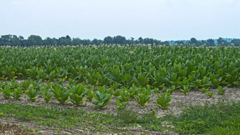 Advocates say tobacco plants can produce antibodies in a much shorter time for a fraction of the cost.