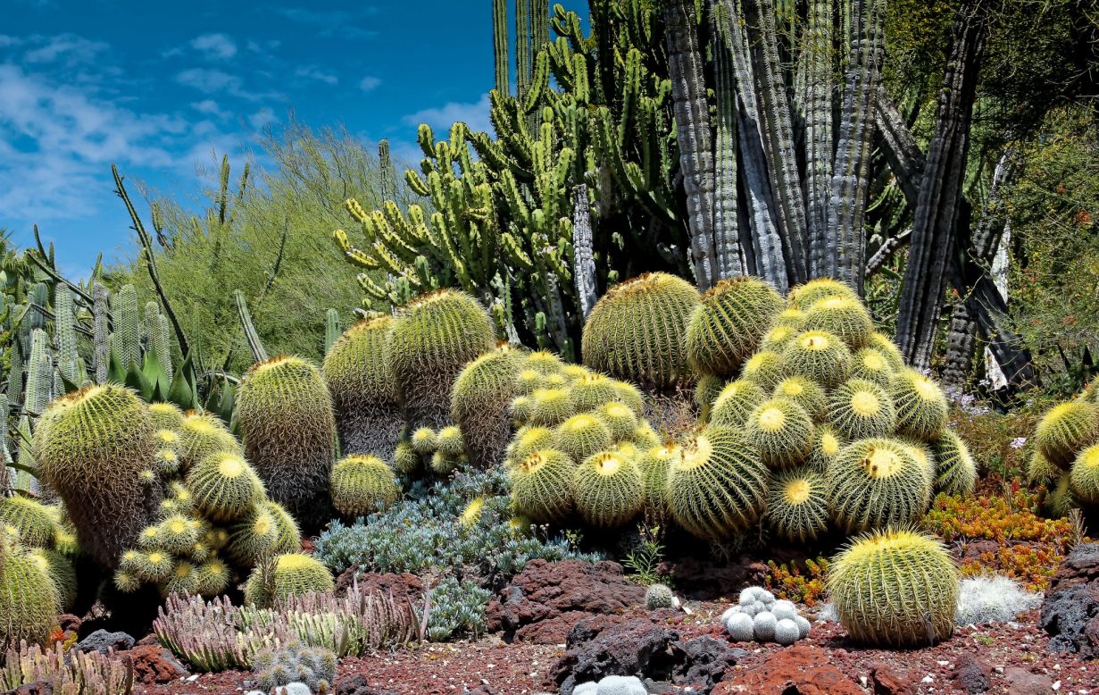 The Huntington Gardens in San Marino, California, are home to one of the most extensive cultivated collections of botanical exploration in the world. The collection includes two-thirds of the world's known species of aloe. The Desert Garden, pictured, includes rare golden barrel cacti, the ribs of which expand and contract as they store and use water.