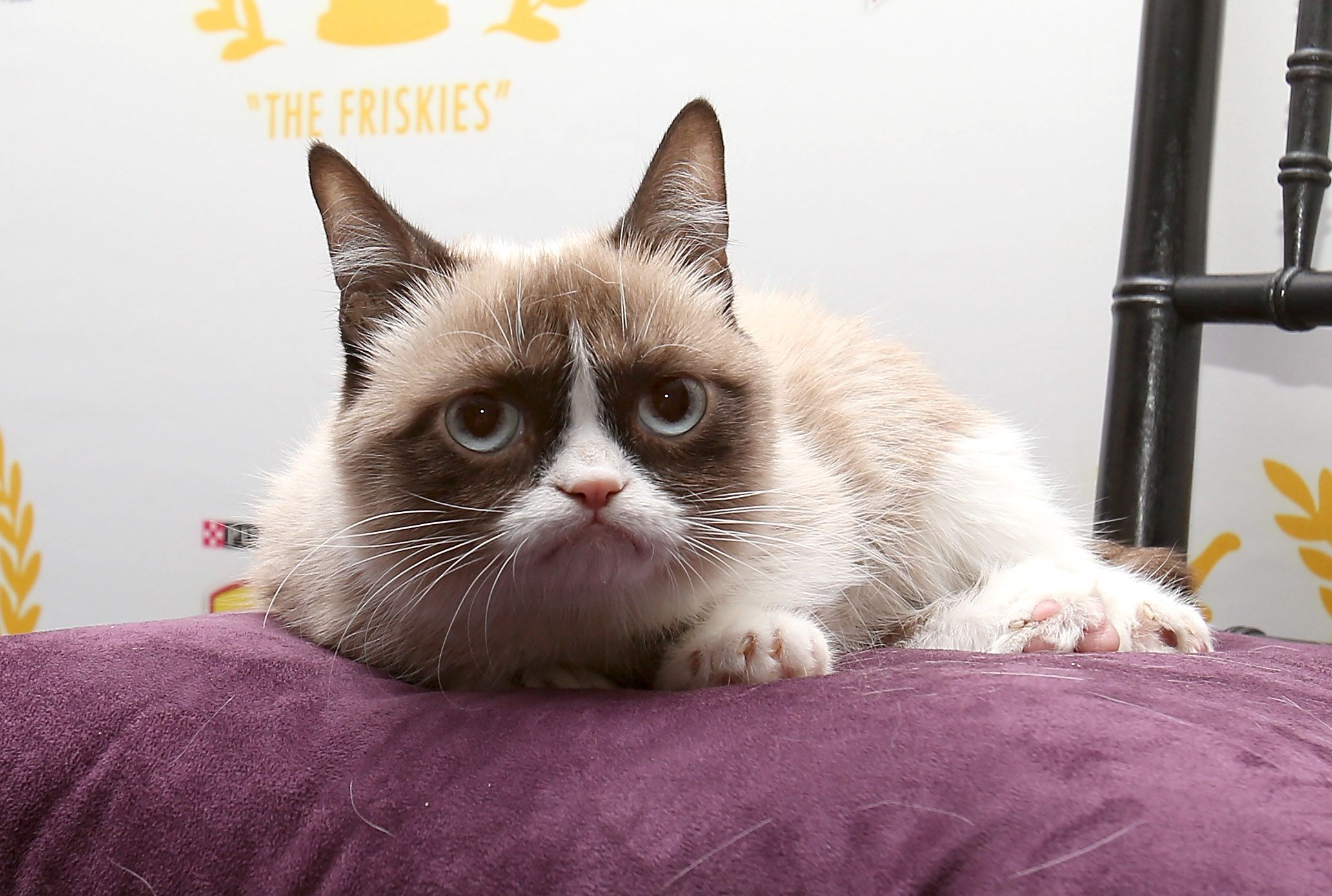 Grumpy Cat's Death Marks the End of the Joyful Internet