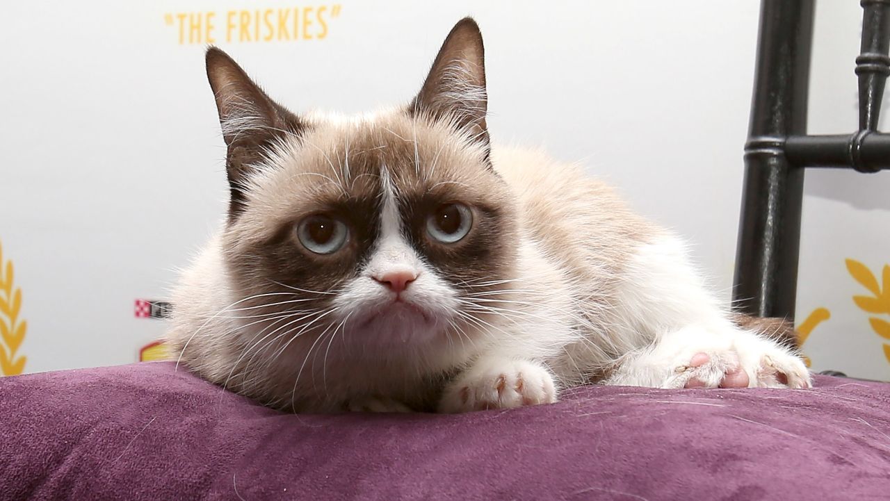 grumpy cat