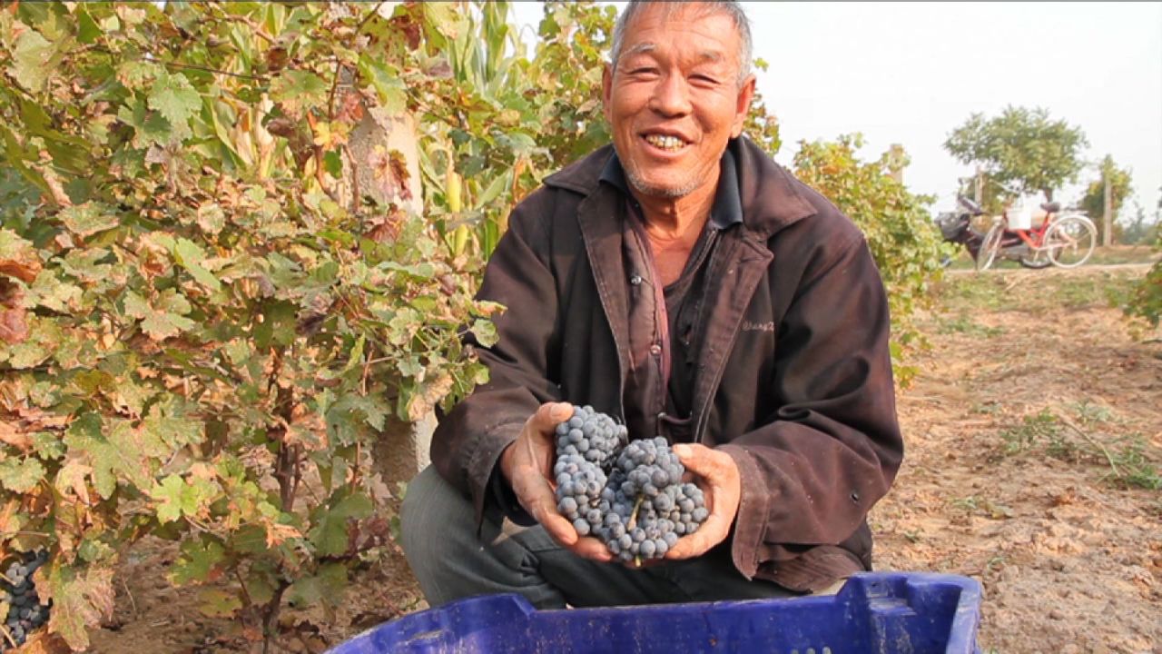 A worker at Grace Vineyard in China's Shanxi province.