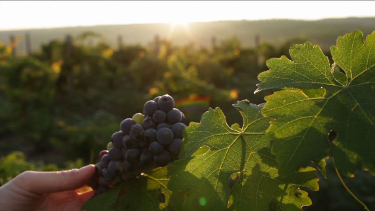 A bunch of grapes at Grace Vineyard in China's Shanxi province
