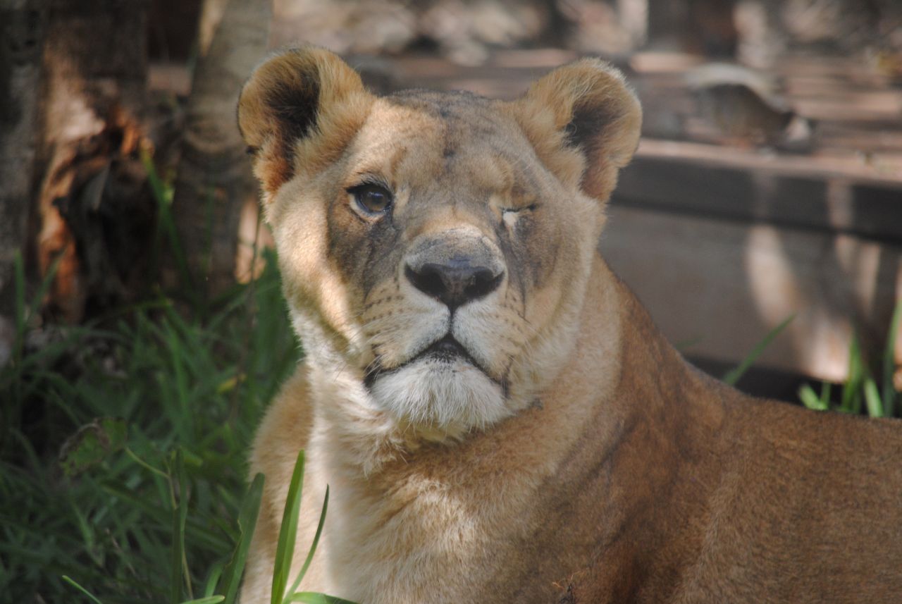 Every animal at the Lilongwe Wildlife Center has a story, and often, not a happy one. There's Bella, the lion rescued from a Romanian zoo. She was kept in a tiny cage and tortured with cigarettes. Bad nutrition caused cataracts, which ultimately blinded her. She is one of the Center's permanent residents.