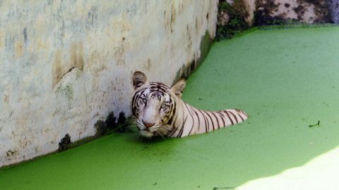 White Tiger Kills Visitor At Zoo In New Delhi India Cnn