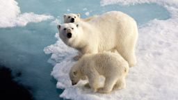 Melting polar ice caps - Polar bear mother with two cubs on an ice floe in the Arctic Ocean between Franz Josef Land and the North Pole.