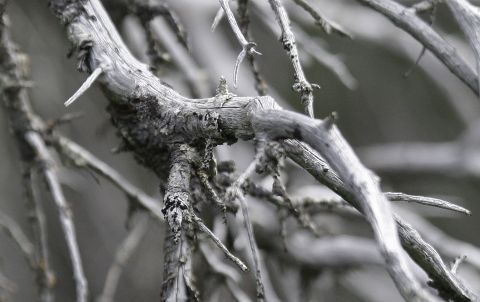 Climate change has not been kind to the world's<strong> </strong>forests. Invasive species such as the bark beetle, which thrive in warmer temperatures, have attacked trees across the North American west, from Mexico to the Yukon. <a href="http://www.colorado.edu/news/releases/2012/03/14/discovery-pine-beetles-breeding-twice-year-helps-explain-increasing-damage#sthash.PCdFWhdi.dpuf" target="_blank" target="_blank">University of Colorado researchers have found</a> that some populations of mountain pine beetles now produce two generations per year, dramatically boosting the bugs' threat to lodgepole and ponderosa pines. In this 2009 photo, dead spruces of the Yukon's Alsek River valley attest to the devastation wrought by the beetles.