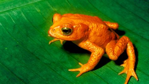 Polar bears may be the poster child for climate change's effect on animals. But scientists say climate change is wreaking havoc on many other species -- including birds and reptiles -- that are sensitive to fluctuations in temperatures. One, this golden toad of Costa Rica and other Central American countries, has already gone extinct.