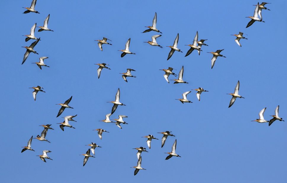 It's not your imagination: Some animals -- mostly birds -- are migrating earlier and earlier every year because of warming global temperatures. Scholars from the University of East Anglia found that Icelandic black-tailed godwits have advanced their migration by two weeks over the past two decades. Researchers also have found that many species are migrating to higher elevations as temperatures climb.