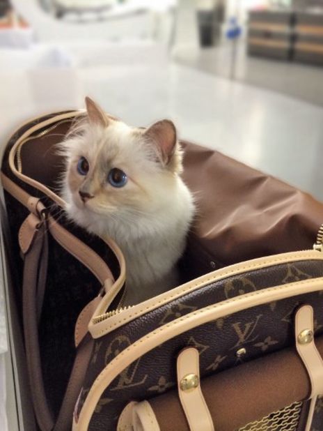Karl Lagerfeld's cat, Choupette, is probably the most famous kitten with a penchant for private jets. She joins a host of other pets that favor the high life. 