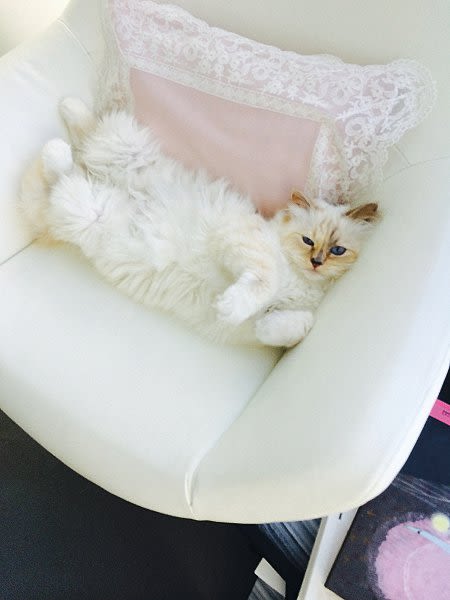 Love Karl Lagerfeld's cat, Choupette's social media? Here are other  celebrity pets to follow - Times of India