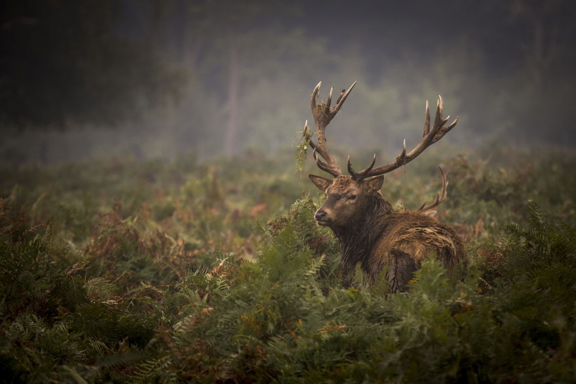  SEPTEMBER 24 - LONDON, ENGLAND: A red deer walks around in the morning light in Richmond Park. Tuesday was the fall equinox, when day and night are of equal lengths, marking the start of a new season.