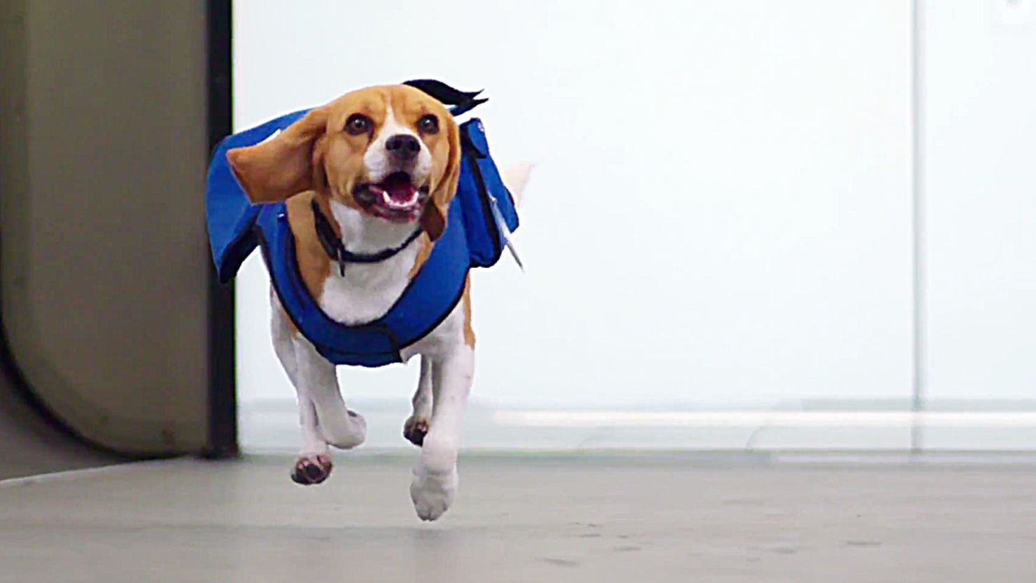Sherlock on the case: KLM pooch solves mysteries, wins hearts at Amsterdam Airport Schiphol.