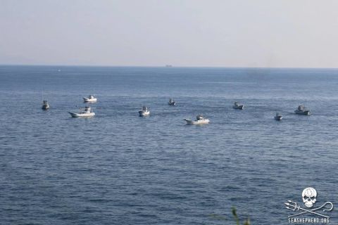 According to Sea Shepherd, the dolphin hunt boats create a wall of sound that is deafening to the dolphin pod. This allows them to drive the pod into shallow water, and eventually the "killing cove."