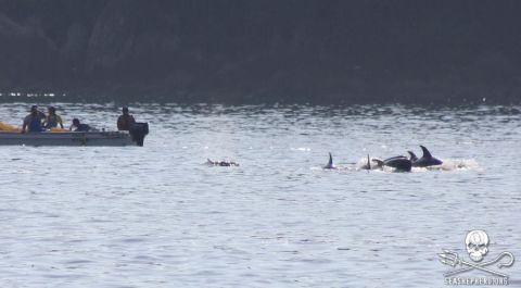 On this occasion, eyewitnesses saw eight Risso's dolphins driven into the cove. Four were young calves that were "dumped back out to sea," according to Sea Shepherd. Calves usually stay with their mother for 3-6 years. 