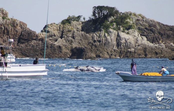 Hunters approach a family of dolphins in Taiji, Japan.